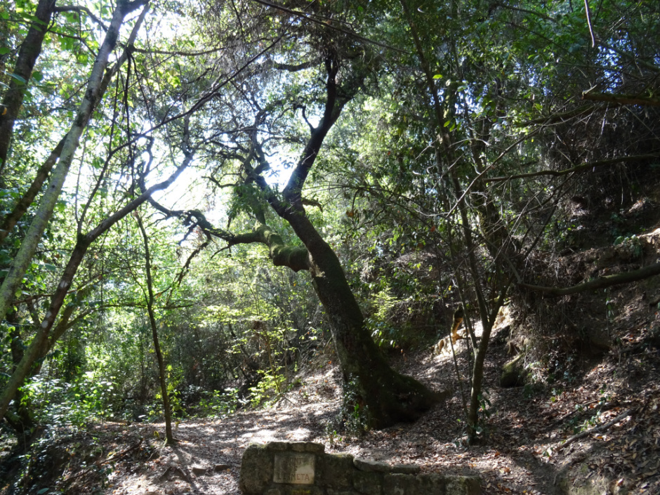 Alzina de la Font de l'Ermetà