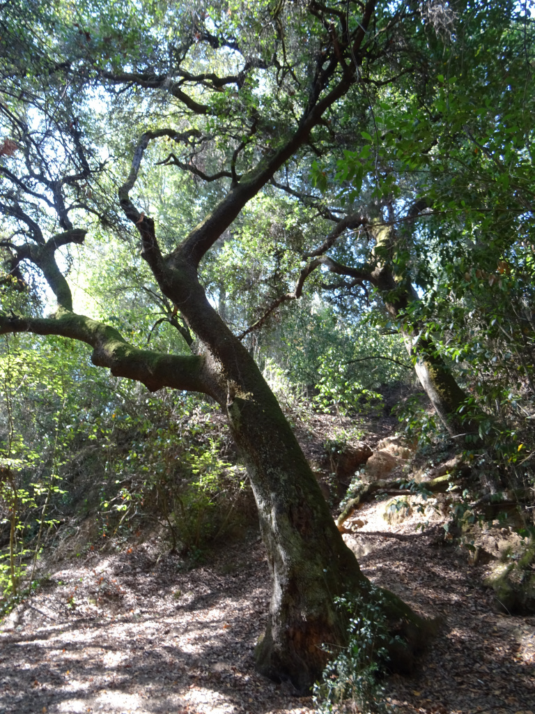 Alzina de la Font de l'Ermetà