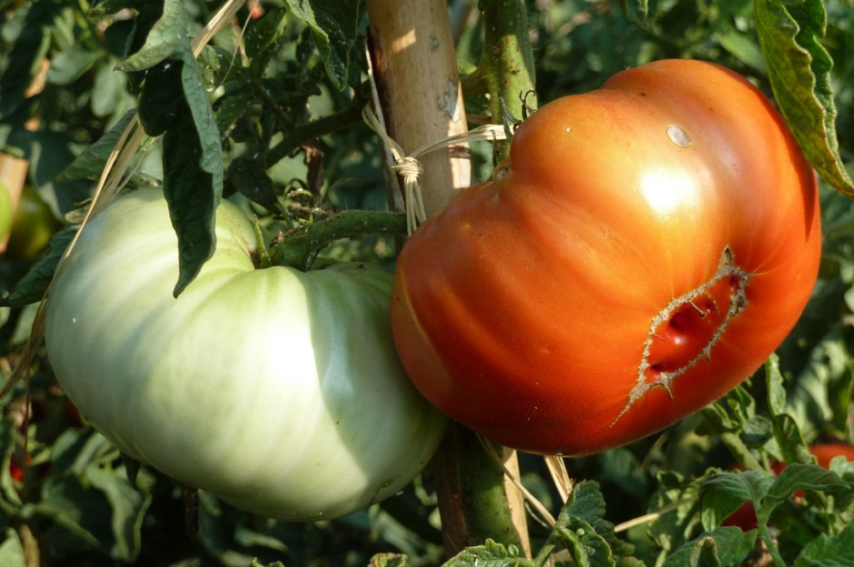 Tomàquet Mandó de Collserola (Ajuntament de Sant Cugat del Vallès)