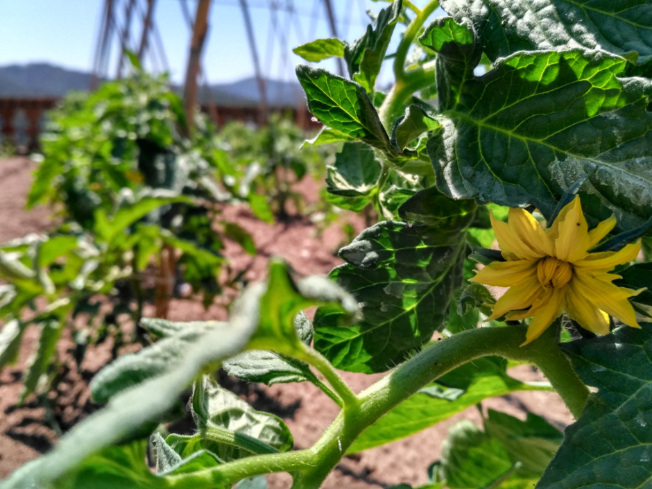 Tomàquet Mandó de Collserola (Ajuntament de Sant Cugat del Vallès)