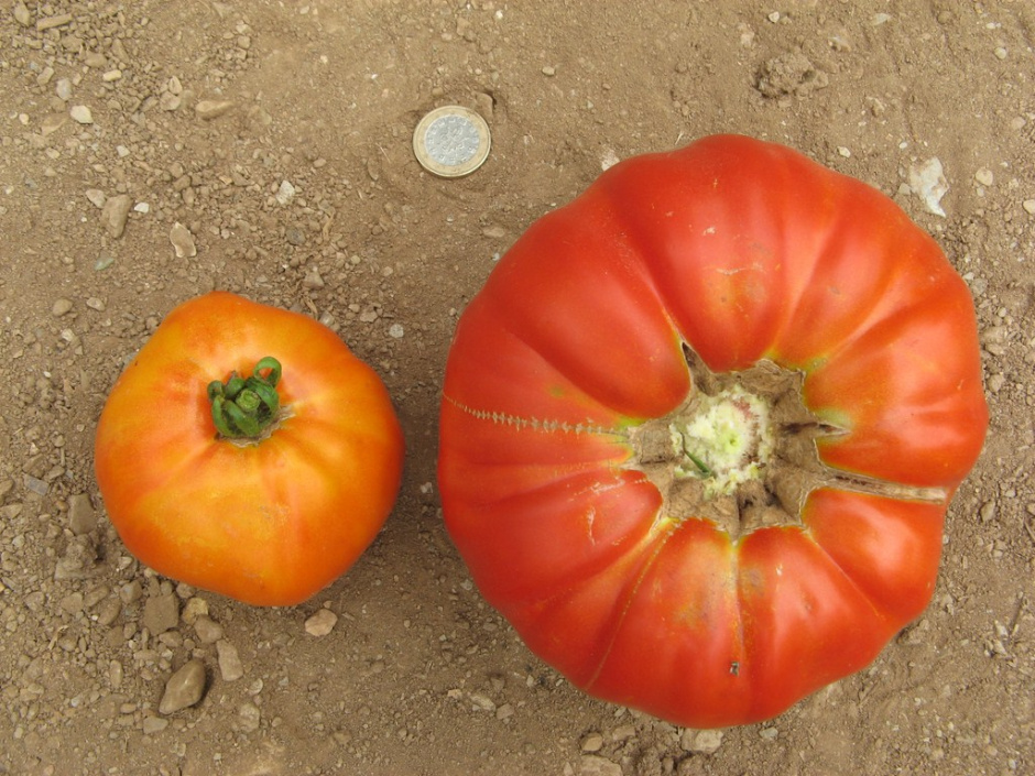 Tomàquet Mandó de Collserola (Ajuntament de Sant Cugat del Vallès)