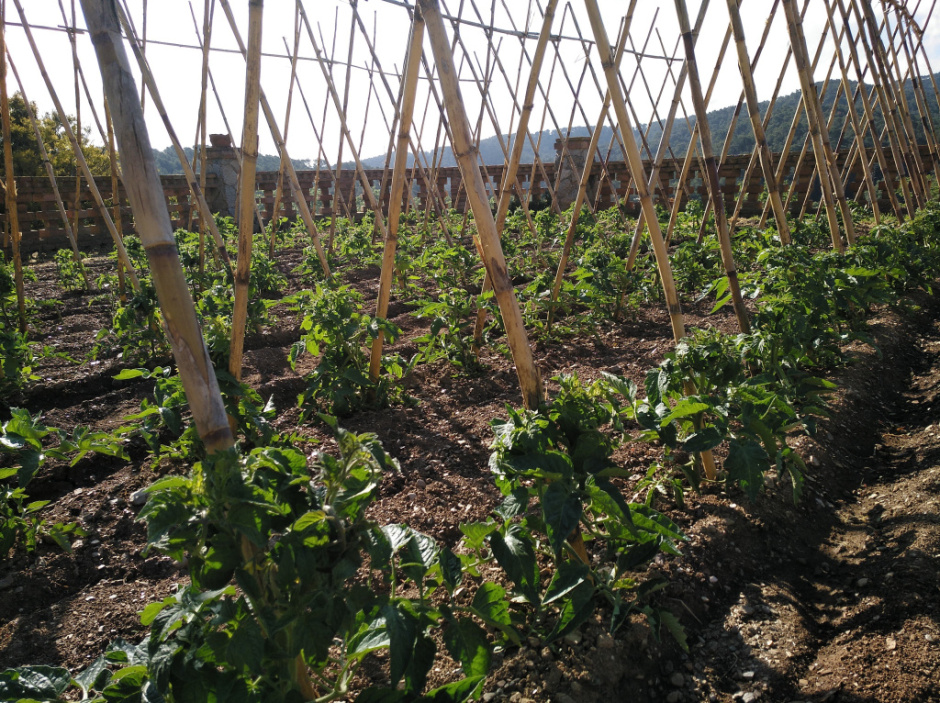 Tomàquet Mandó de Collserola (Ajuntament de Sant Cugat del Vallès)