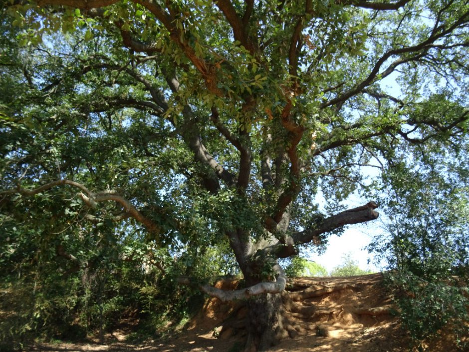 Roure del Torrent de Llaceres.