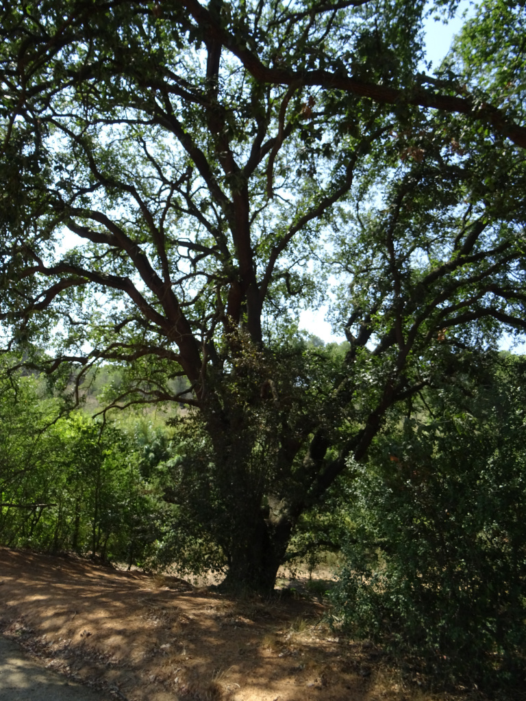 Roure del Torrent de Llaceres.