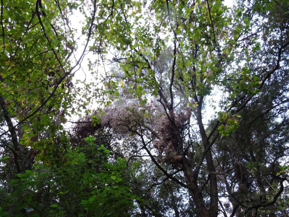 Torrent dels Ferrussons