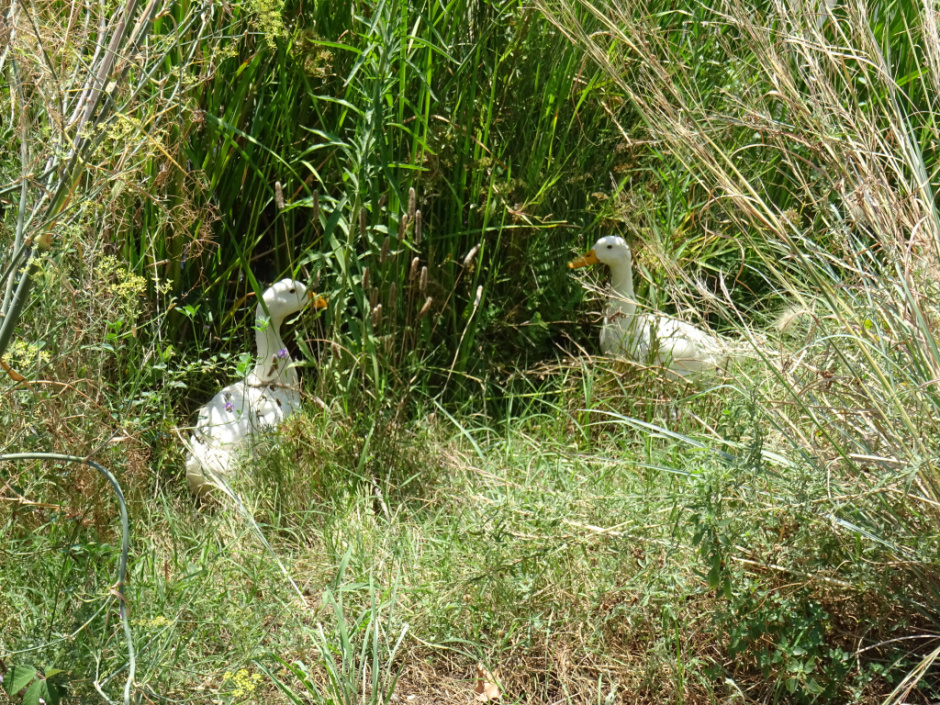 Estany de la Guinardera