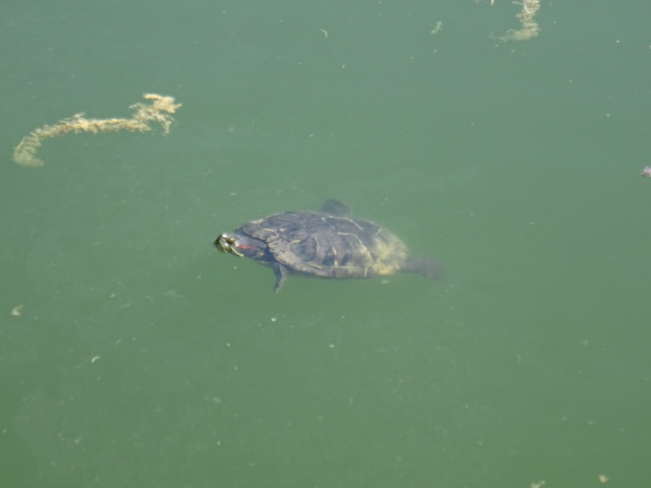 Estany de la Guinardera