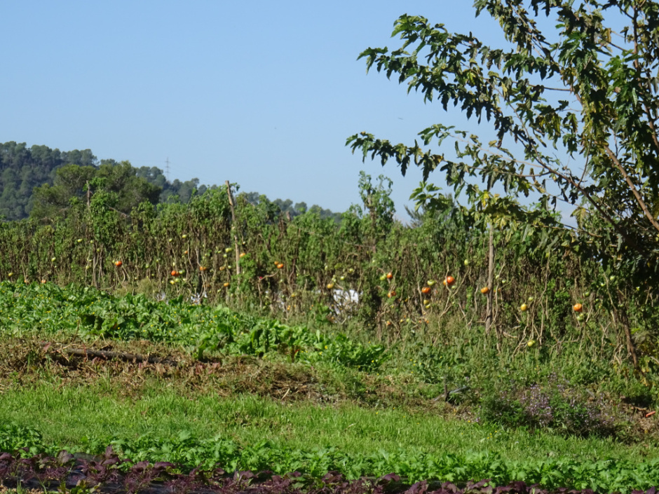 Zona agrícola de la Rural
