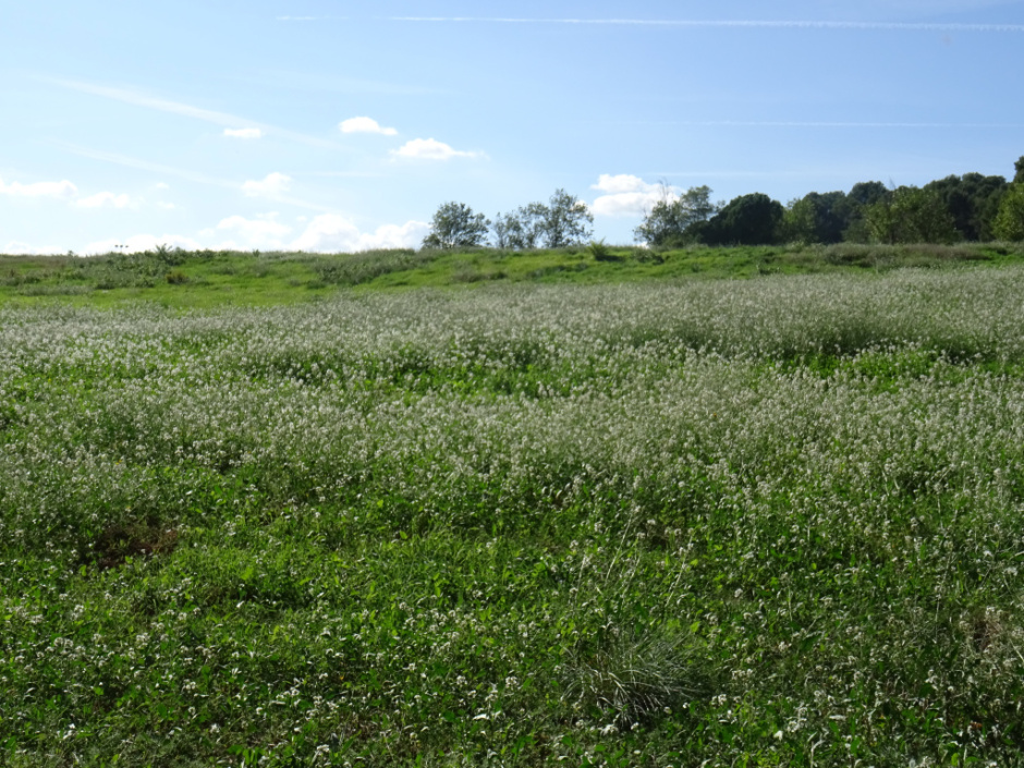 Antic camp de golf de Can Sant Joan