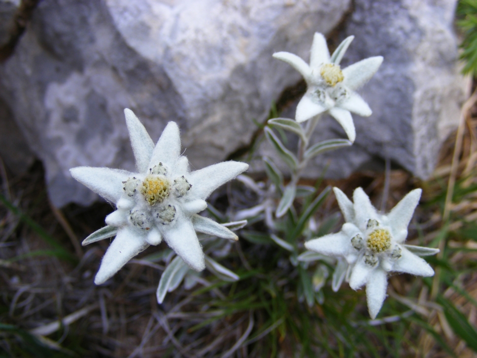 Flor de Neu