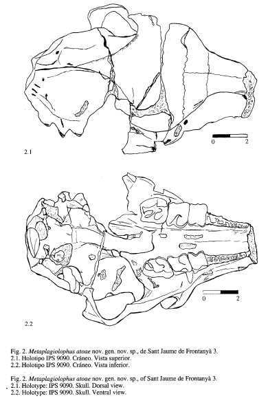 CHECA SOLER, Ll. (1993), Avance descriptivo de un nuevo Paleotèrido (Mammalia, Perissodactyla) del yacimiento eoceno de Sant Jaume de Frontanyà 3 (Fm. Bellmunt, Prepirineo Catalán), Museu de Geologia de Barcelona, 3: 91-116. 