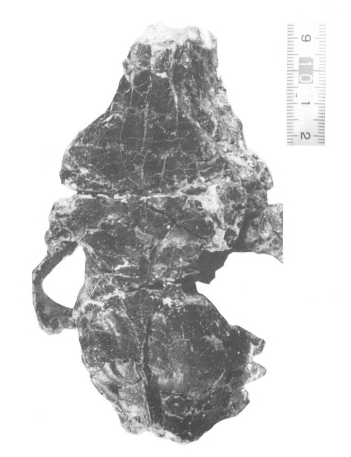 CHECA SOLER, Ll. (1993), Avance descriptivo de un nuevo Paleotèrido (Mammalia, Perissodactyla) del yacimiento eoceno de Sant Jaume de Frontanyà 3 (Fm. Bellmunt, Prepirineo Catalán), Museu de Geologia de Barcelona, 3: 91-116. 