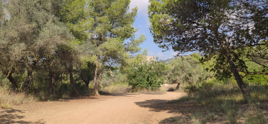 Vista detall del camí.