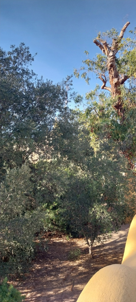 Vista del jardí de can Ginestar, espai ocupat pel jaciment arqueològic.