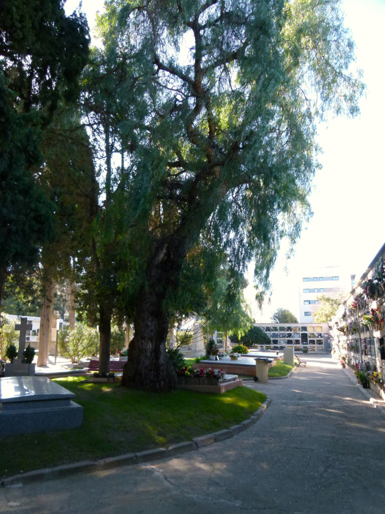 Vista general del passadís perimetral amb un dels fals pebrers en primer terme. 
