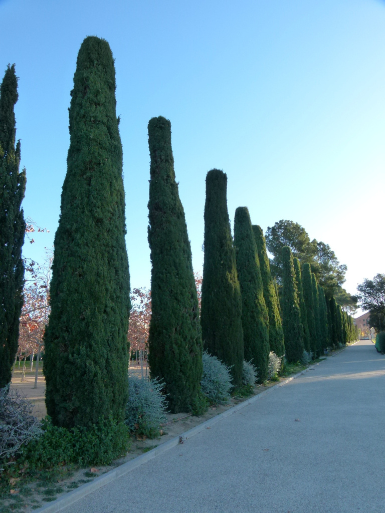 Camí flanquejat per xiprers que condueix fins a les esfinxs.