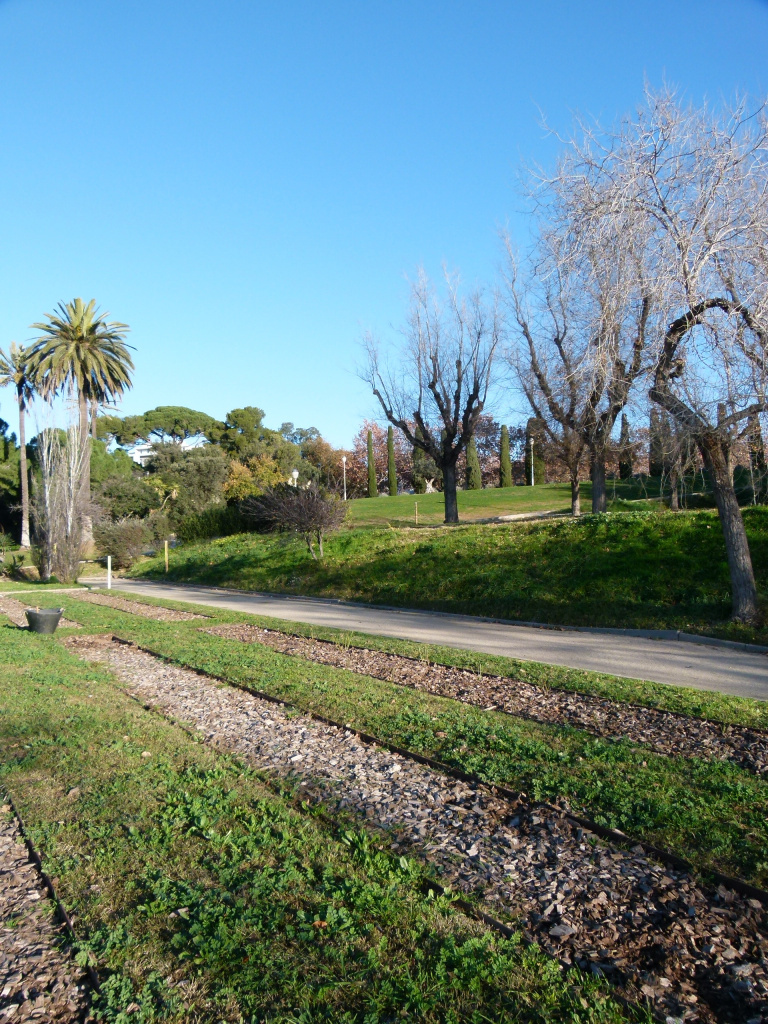 Vista general del roserar, situat al sector del parc del municipi de Sant Joan Despí.
