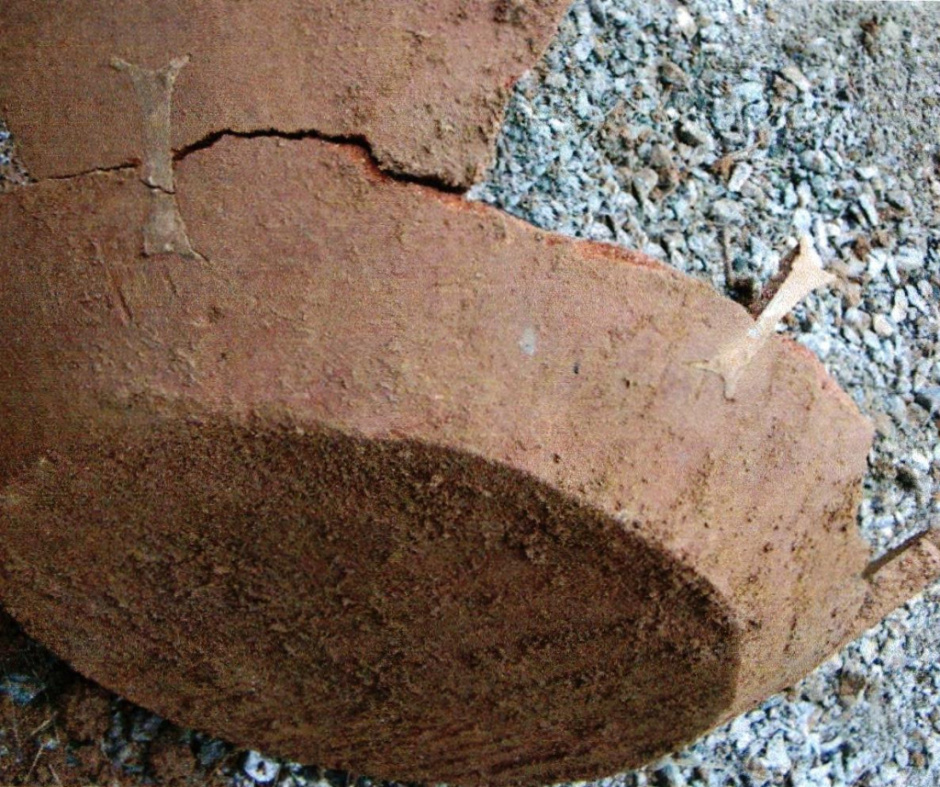 Dolium documentat l'any 2004. (Autora: Josefa Huertas. Font: Arxiu Àrea de Coneixement i Recerca DGPC).