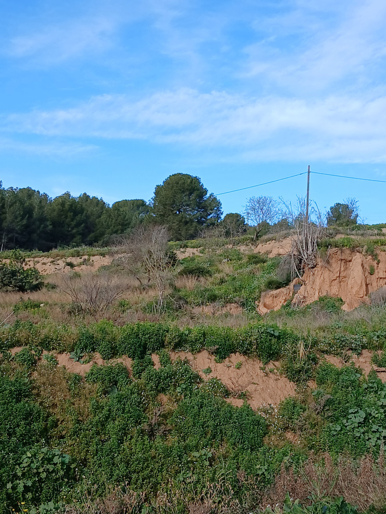 Vista del marge sud de la parcel·la agrícola amb restes d'època romana.