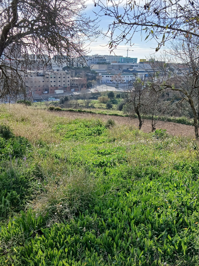 Vista de l'emplaçament de la parcel·la agrícola amb restes d'època romana.