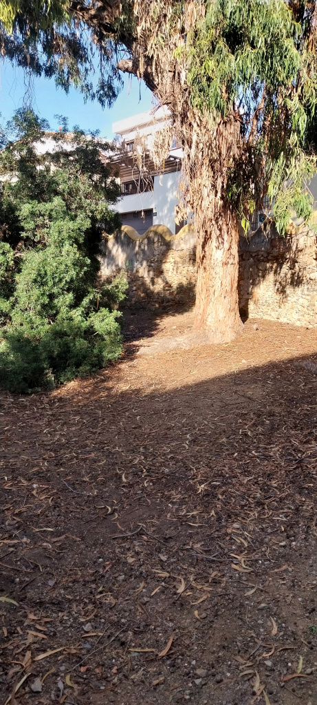 Exemplar d'eucaliptus amb el mur de tanca ondulat al fons.