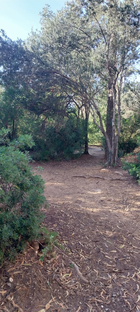 Vista de la vegetació autòctona predominant al jardí. 