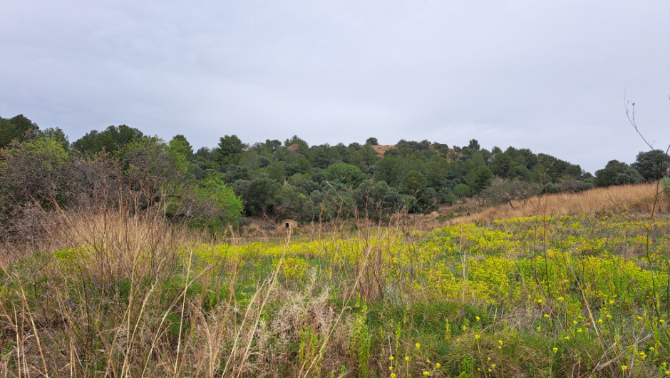 Vista general de l'emplaçament de la barraca al fons d'un camp de conreu.