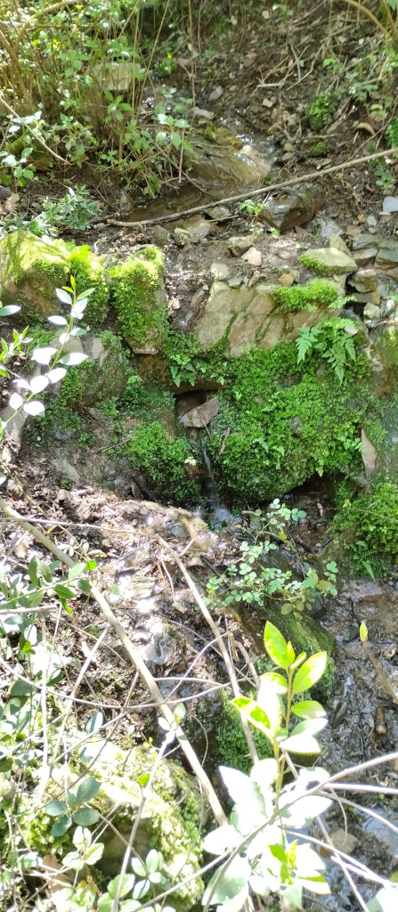 Vista detall de la Font de la SEAS 1 a la llera del torrent.