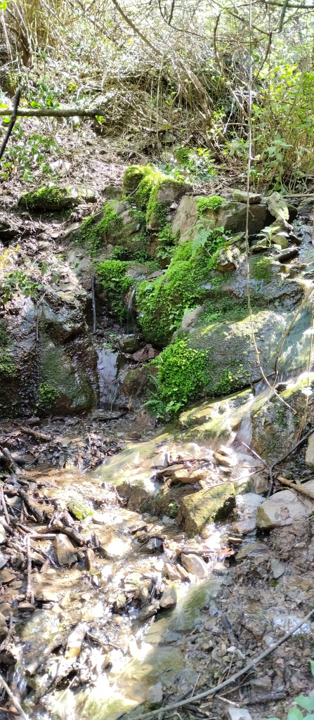 Vista del torrent de la Font del Rector.