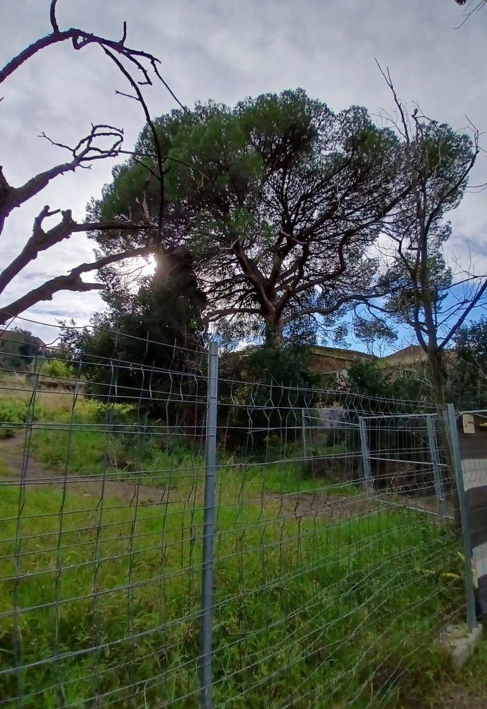 Vista general de l'emplaçament del pi pinyer.