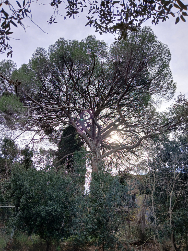 Vista detall de la capçada. 