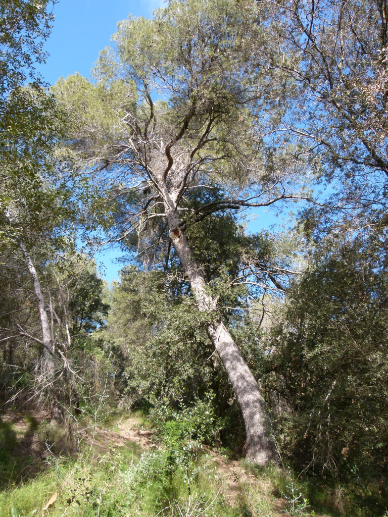 Vista general del pi blanc de la font de can Merlès.