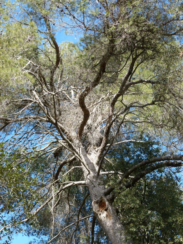 Vista detall de la capçada del pi blanc. 