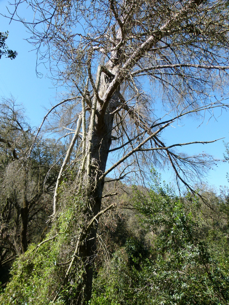 Detall del tronc i del brancatge.