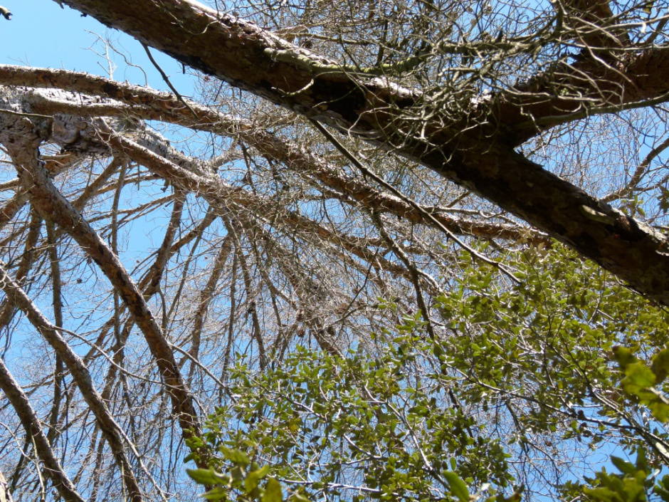 Detall de la capçada.