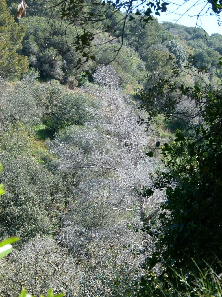 Vista de l'emplaçament de l'exemplar de pi blanc. 