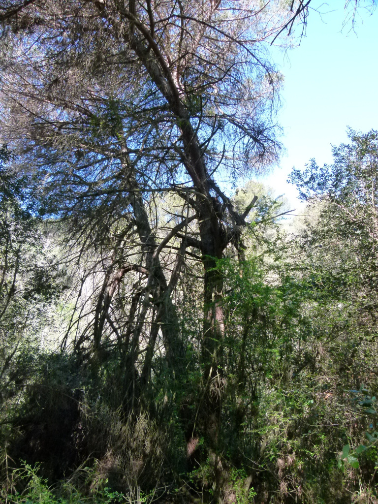 Vista general del pi blanc de les Fatjones.