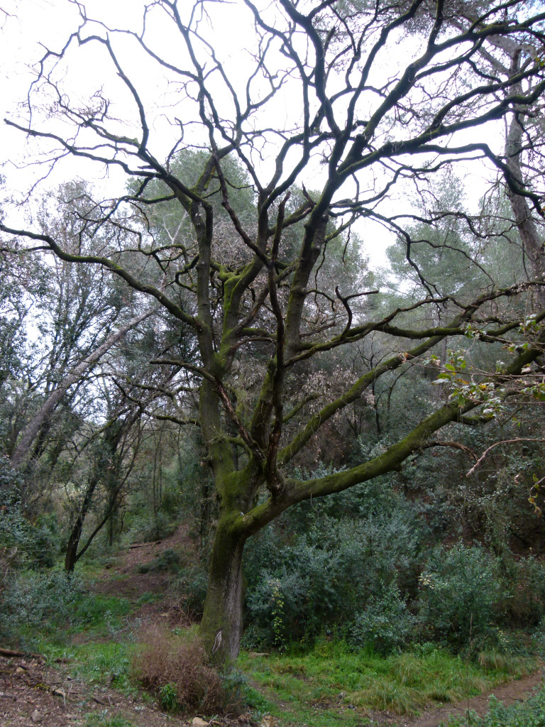 Vista general del roure.