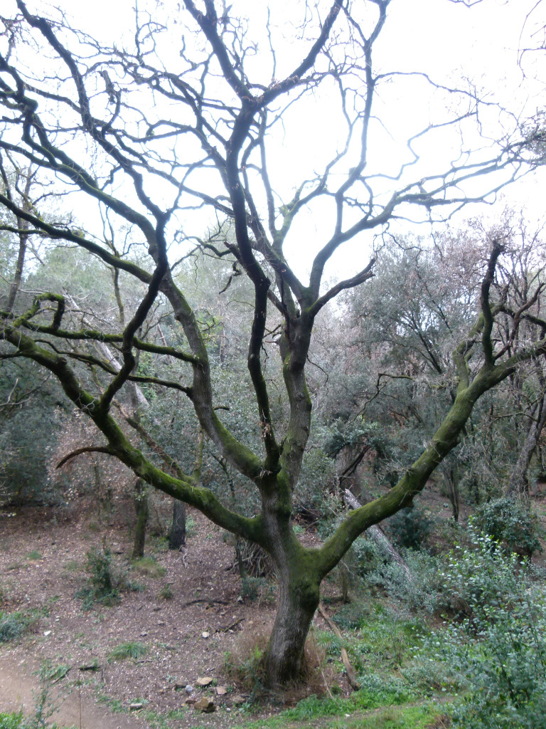 Vista general del roure.