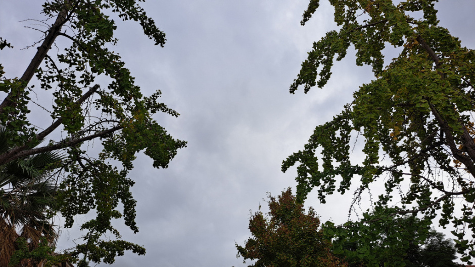 Detall de la capçada. 