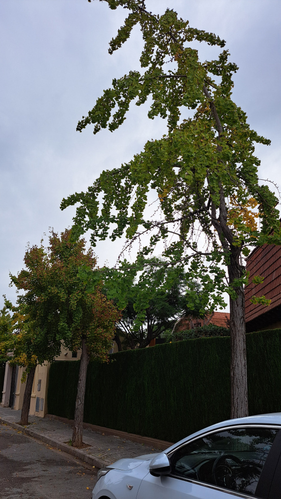 Filera de Gingkos.