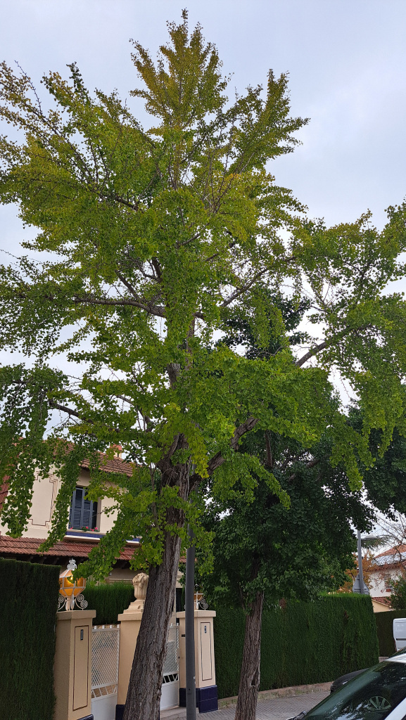 Gingko de fulles verdes.