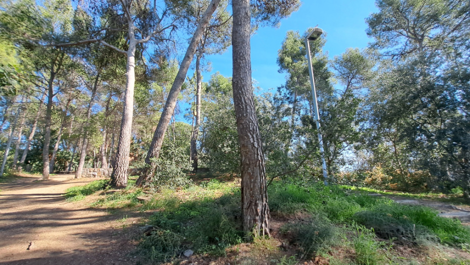 Bosc de pins del parc del Mil·lenari