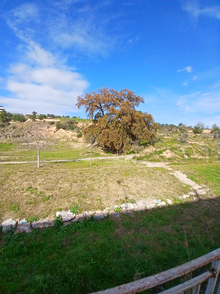 Vista general de l'emplaçament del roure.