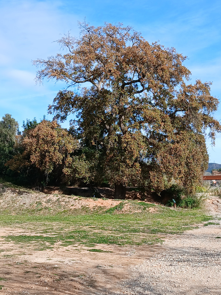 Vista general del roure.