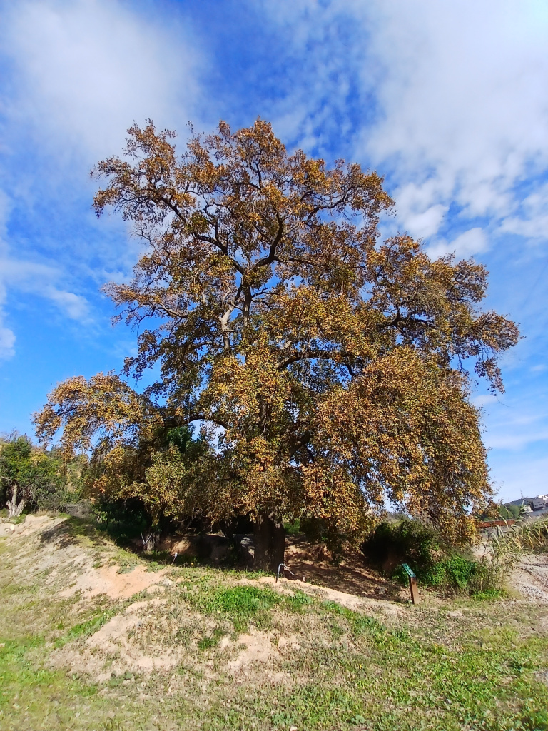 Vista general del roure.