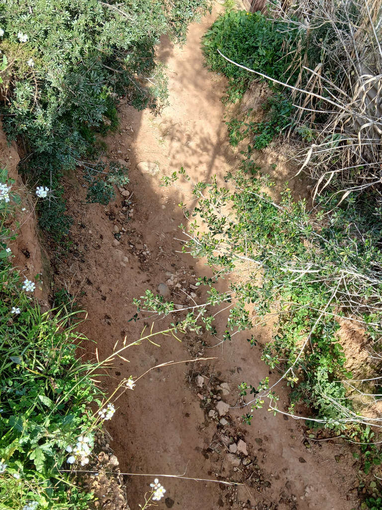 Detall del paviment de terra del camí. 