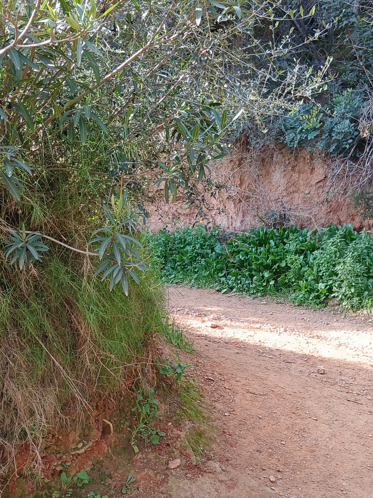 Detall d'un revolt del camí encaixat a les argiles quaternàries.