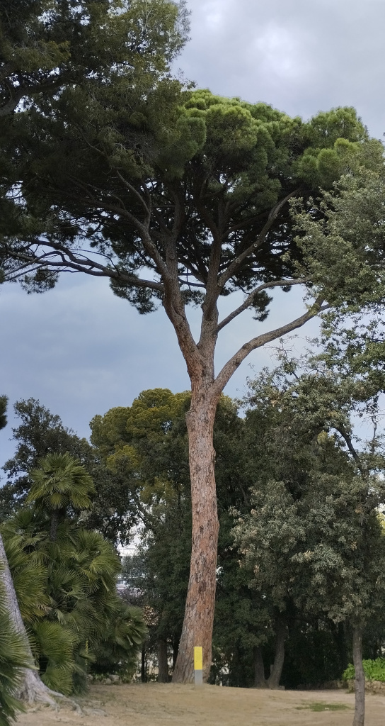 Vista general de l'emplaçament del pi pinyer dins del denominat "bosquet".