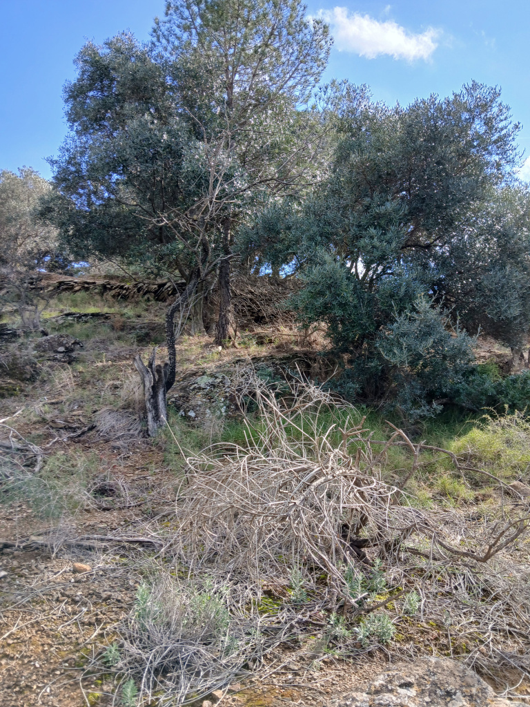 Visa general amb la vegetació del voltant.